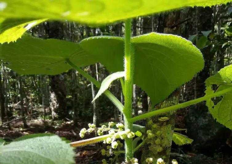 【“令人自杀”的恐怖植物，被他养在了家里 】图1