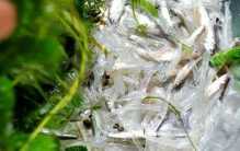 四海湖的冰汤圆 能用到牛顿摆的远离（鱼虾分离）