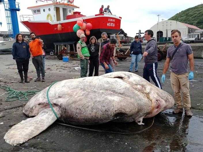 【科学家发现史上最大硬骨鱼，却直接把它埋了，网友：暴殄天物 】图1
