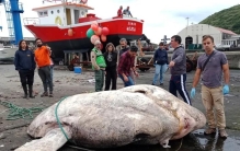 科学家发现史上最大硬骨鱼，却直接把它埋了，网友：暴殄天物