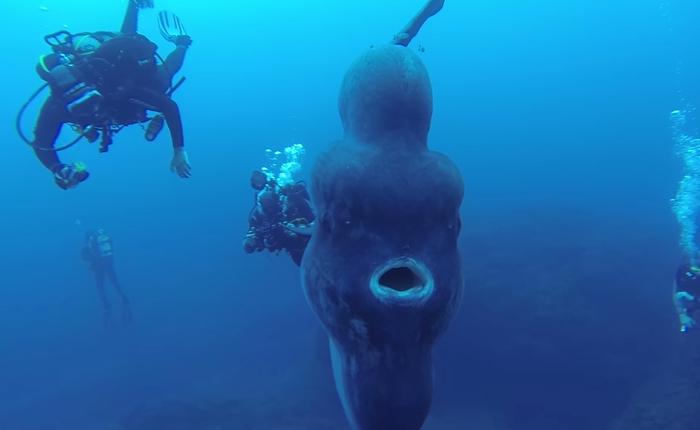 【科学家发现史上最大硬骨鱼，却直接把它埋了，网友：暴殄天物 】图4