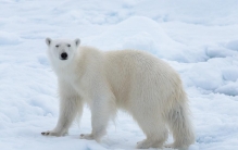 你知道被称为北极动物之王的是什么动物吗？