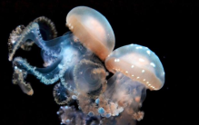 看起来人畜无害的可爱生物 居然是毒性最强的水怪