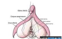 关于“女性私处”，这些小知识你了解吗