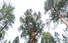 世界上最高的树在哪里？ 美国115米高的活树将禁止参观