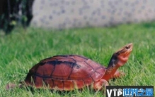 世界上最贵的宠物龟排名，金钱龟排第一位