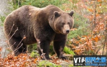 世界上嗅觉最灵敏的动物排行榜，熊排第一位