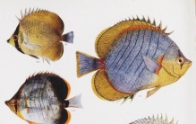 25幅深海生物的复古插图，看起来实在太奇怪了