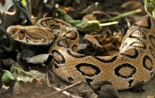 印度发现了新型蛇类生物被称之为世界上最尊贵的蛇