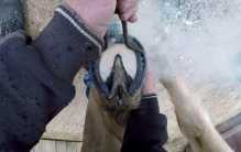 人类总是给马钉上马蹄铁 他们会不会感觉疼痛？（马蹄铁）