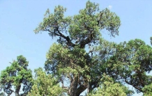 世界上最高、最粗、最大、最稀有、最古老的那些树，中国上榜一棵