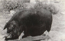 世界最大和最小的猪都是“中国猪”后者竟和金丝猴一样濒危