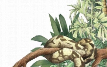 世界上最大的蛇有多大？老人所说的“秦岭盘山巨蟒”究竟有多大？