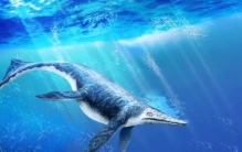 科学家发现一种奇怪生物：外形像海豚和鲨鱼的结合体