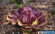 世界珍稀植物有哪些？世界十大珍稀植物排行