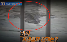 “怪物”出没？韩国市民拍到汉江内10米长不明生物，引发热议