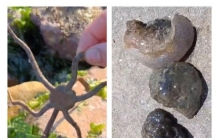 舟山海边发现两种长相奇特的“不明生物”是啥？