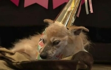 美国一宠物犬度过23岁生日 有望成为世界最长寿的狗狗