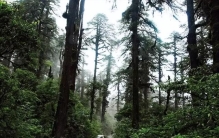 中国最高树木83.2米记录再次被刷新！可为何我国没有100米大树？