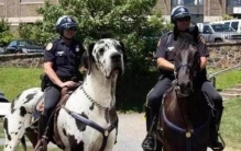 这些狗被评为“世界之最”你家是其中之一吗