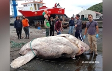 葡萄牙海域发现全球最重硬骨鱼，重达2.74吨