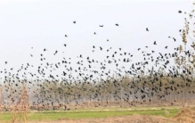 浙江发生“动物暴动”异象 这是要发生什么（动物异动）