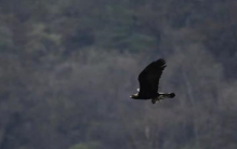 四川惊现猪在天上“飞” 猪生无憾了（猛禽捕猎）