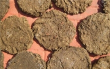 印度人的传统食物 我觉得你肯定不敢吃（牛粪饼）