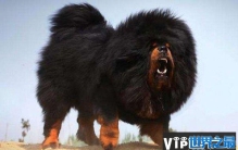 世界上最大的狗排名前十的狗，中国藏獒第一名