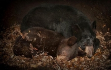 熊冬眠的地铁那么容易被找到，他们不害怕被偷袭吗？（动物冬眠）