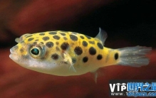 世界十大致命鱼类，河豚排名榜单首位