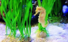 世界上最大的海马有多大？巨型海马长达34厘米