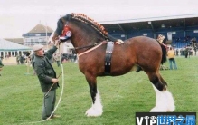 世界上最大的马在哪里？夏尔马原产地英国