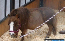 世界上最小的马是什么马？身高只有43厘米