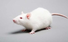 为什么都喜欢用小白鼠做实验，居然是这个原因（科学实验品）