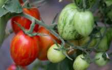 把西红柿种成黑科技？十年内中国将有大改变！