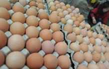 一样都是鸡蛋 凭什么有便宜有贵？（鸡蛋价格）