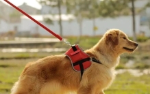 少女遛狗被害，居然被狗狗拯救了生命（宠物救人）