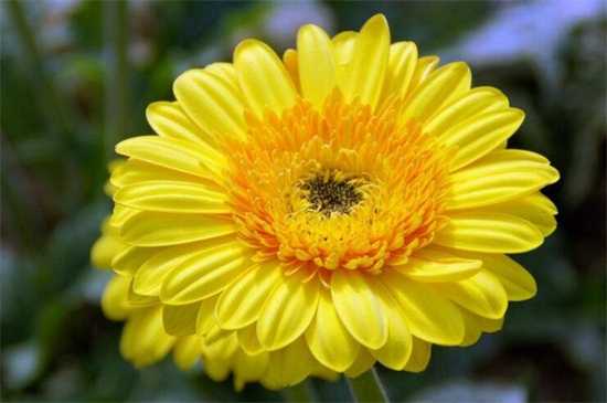 秋天什么植物最美？盘点10种秋天最美植物 