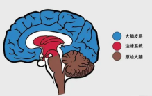 世界上出现第一个没有大脑的人 居然还能够考取公务员（无脑人）