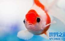 鱼身上的黏液有什么作用？怎么去除？