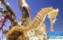 海马是马还是鱼？什么是海马？海马有哪些特征？