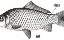 为什么鱼的身体上有两条侧线？