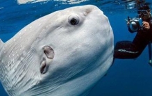 什么鱼是“产卵大王”？