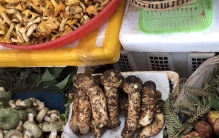 明明分得清毒蘑菇 为什么还有那么多人吃？（野生菌类）