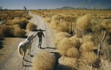 美国电影中经常可以看到的风滚草 虽然是一种入侵植物