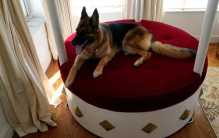 世界上最有钱的宠物 牧羊犬冈瑟四世（最贵身家25亿）