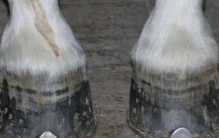 为什么一定要有马蹄铁 其实这是在保护马儿（马蹄铁）