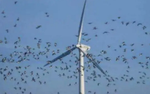风力发电成为鸟类噩梦 还有必要继续存在吗？（风力发电）