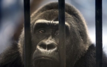 世界上最孤独的大猩猩 被关超过30年（拒绝释放）